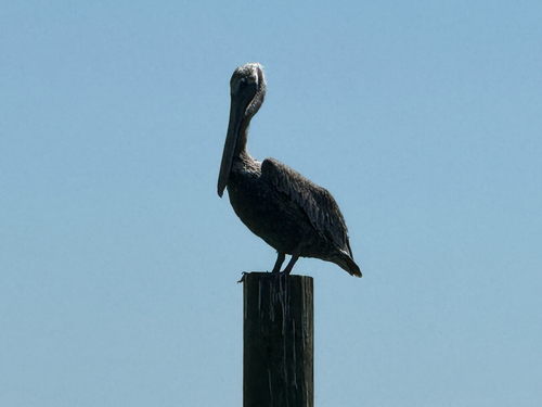 Brown Pelican