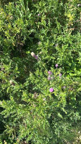 creeping thistle