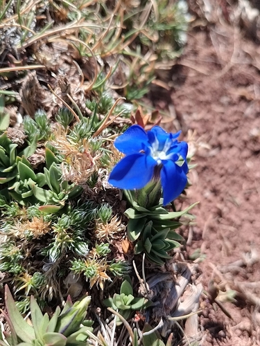 spring gentian