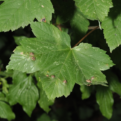 sycamore maple