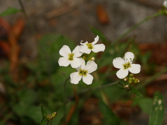 Arabidopsis arenosa
