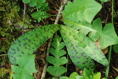 Dactylorhiza maculata