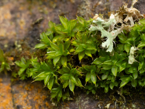 Marbled Screw-moss