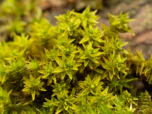 Blunt-leaved Bristle Moss