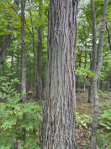 shagbark hickory