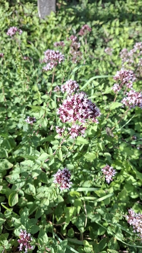 Oregano