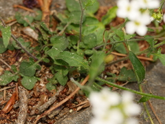 Arabidopsis arenosa