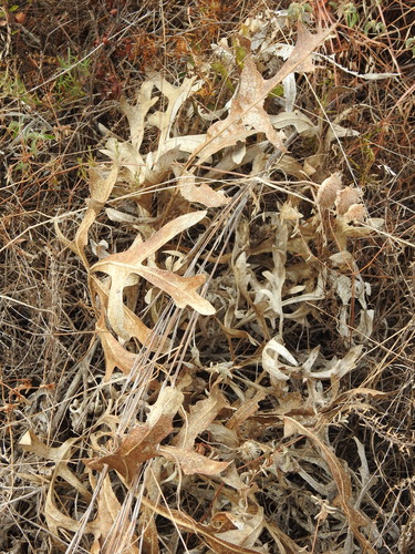 Silphium albiflorum, photograph 1
