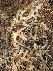 Silphium albiflorum