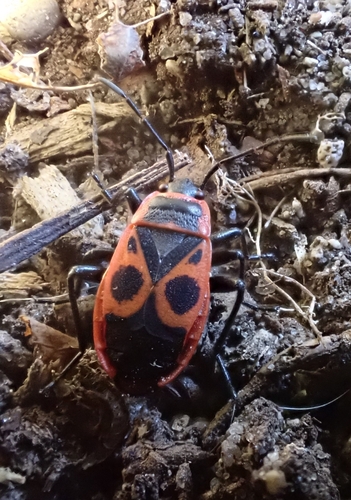 European Firebug