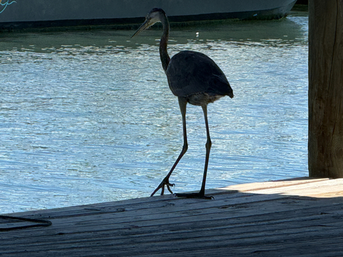 Great Blue Heron