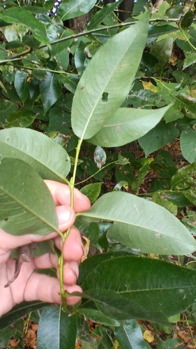 Salix pentandra, photograph 1