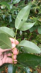 Salix pentandra