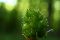 Ranunculus cassubicus