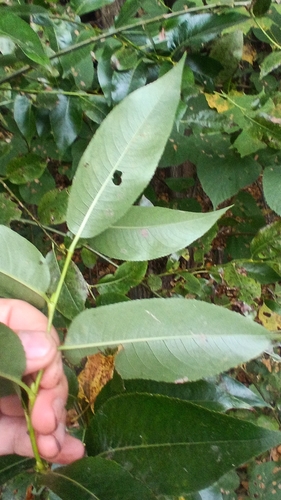 Salix pentandra, photograph 2