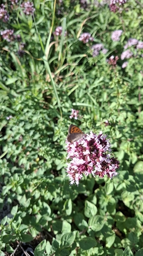 Small Copper