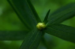 Ranunculus cassubicus