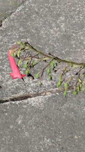 Phygelius capensis, photograph 2