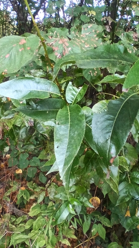 Salix pentandra, photograph 5