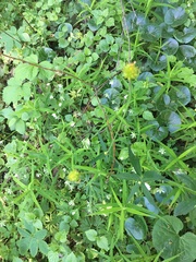 Ranunculus cassubicus