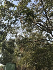 Mangifera indica