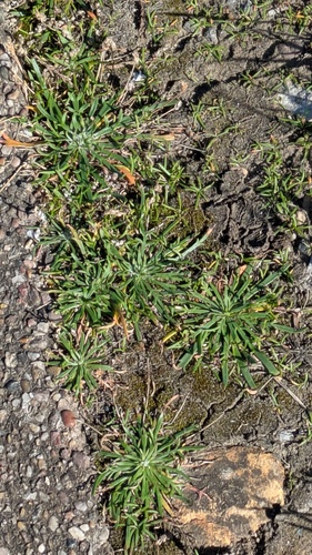Plantago coronopus, photograph 1