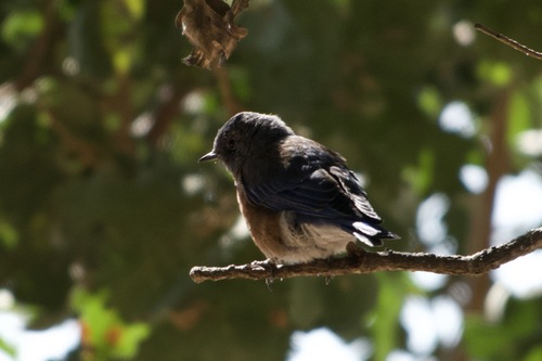 iNaturalist observation photo of Western Bluebird