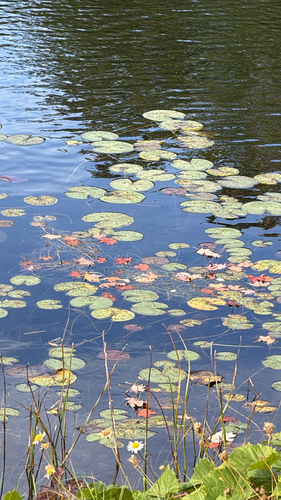 American white waterlily