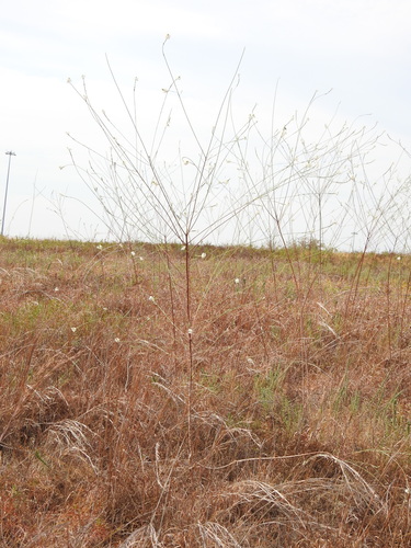 Oenothera glaucifolia