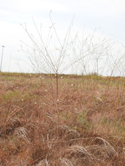 Oenothera glaucifolia