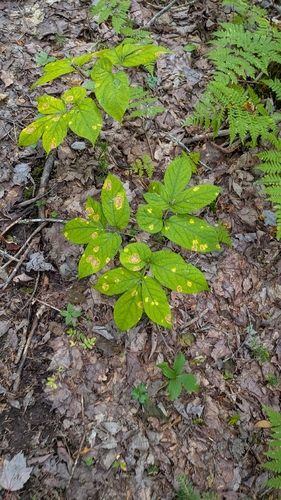 Aralia nudicaulis, photograph 3