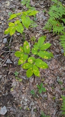 Aralia nudicaulis, photograph (c) alicia penney, some rights reserved (CC BY)