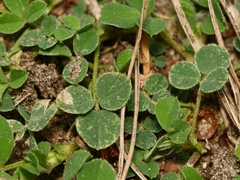 Bryobia praetiosa