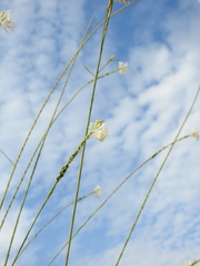 Oenothera glaucifolia, photograph (c) saltyhiker, some rights reserved (CC BY)