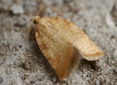 Aleimma loeflingiana