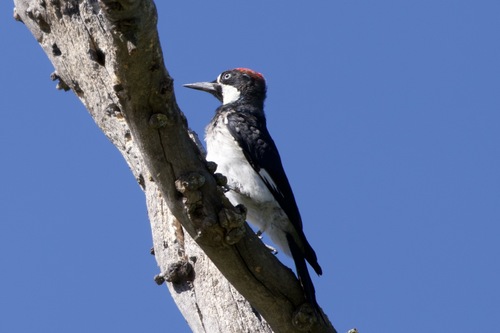iNaturalist observation photo of Acorn Woodpecker