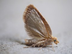 Aleimma loeflingiana