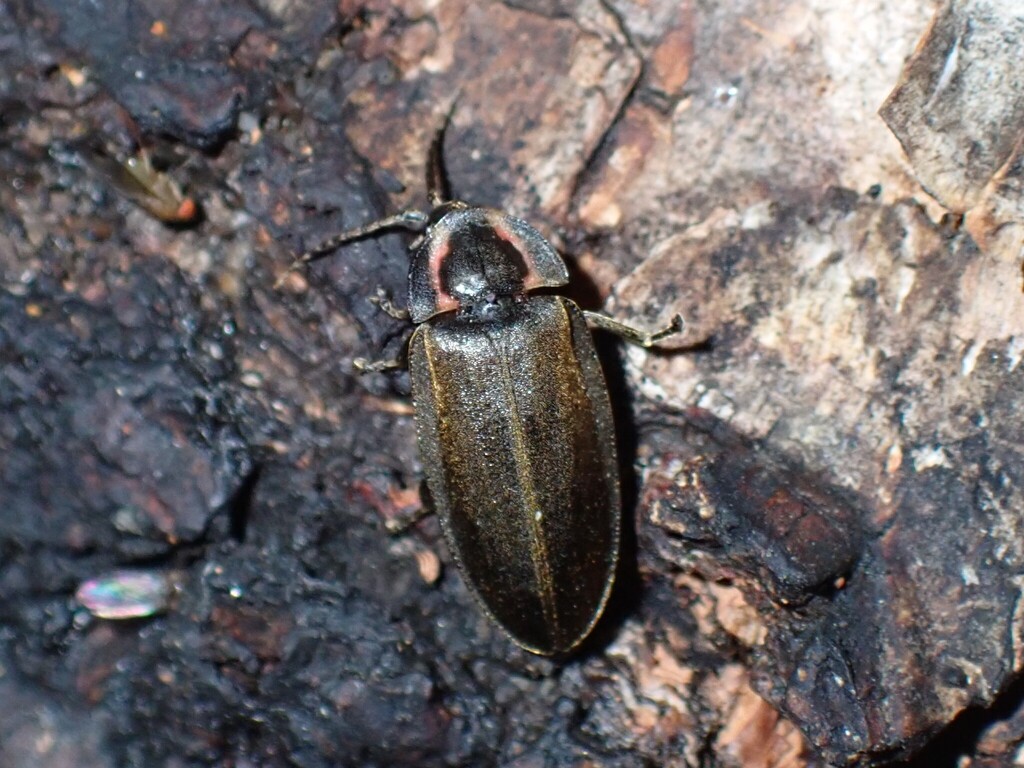 Winter Firefly
