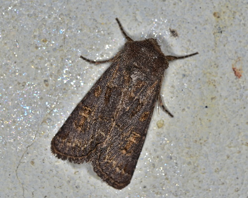 Hedge Rustic