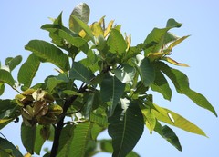 Terminalia elliptica