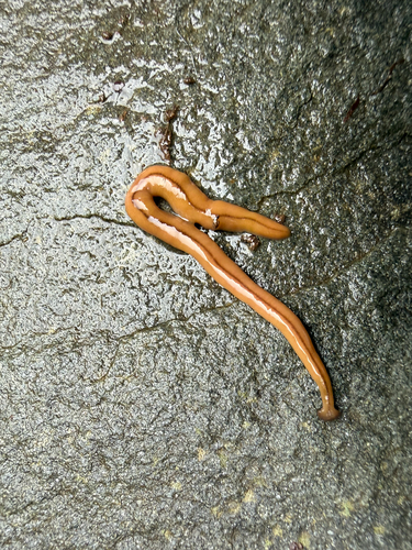 Wandering Broadhead Planarian