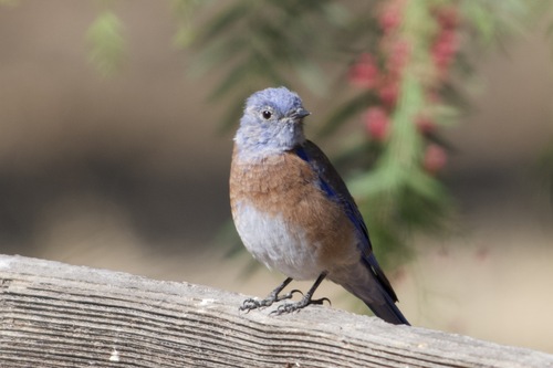 iNaturalist observation photo of Western Bluebird