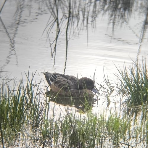 Eurasian Wigeon