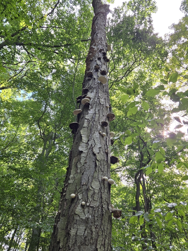birch polypore · September 2026 · photo: Photo: (c) Mary Grim, some rights reserved (CC BY) · iNaturalist