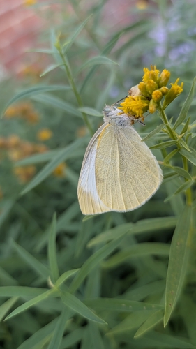 Small White
