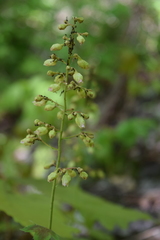 Heuchera longiflora