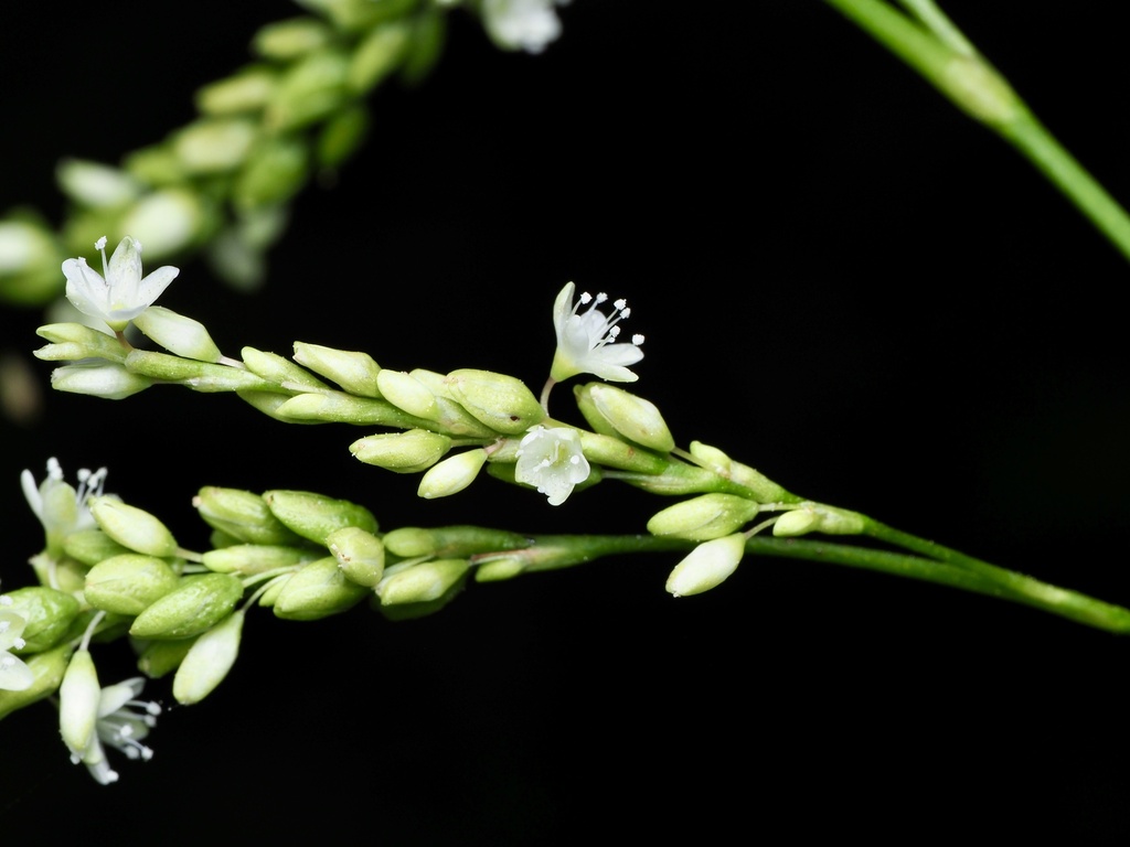 Persicaria glabra; photograph (c) Joshua Ebright, some rights reserved (CC BY)