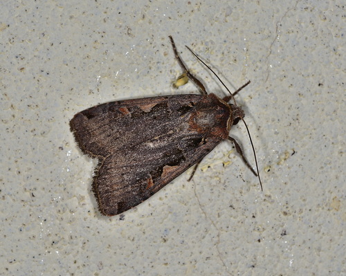 Setaceous Hebrew Character