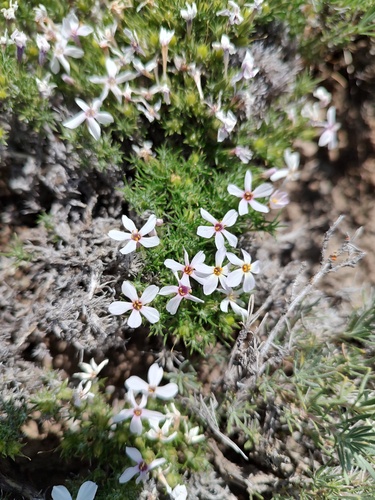 Phlox douglasii