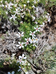 Phlox douglasii